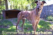Tierheim München: Sommerfest am 13. Juli 2024 (Samstag) - Tierschutzverein München e.V feiert 180-jähriges Bestehen (©Fpzp:Martin Schmitz)